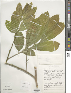 Cupania macrophylla image