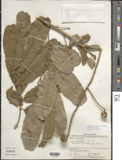 Cupania latifolia image