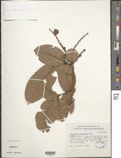 Laccodiscus ferrugineus image