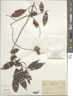 Eriocoelum racemosum image