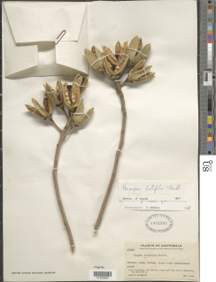Hampea latifolia image