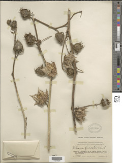Hibiscus noldeae image