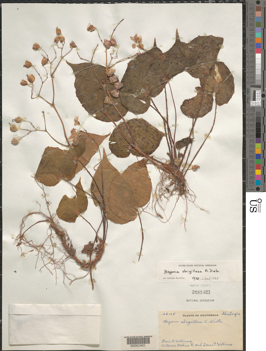 Begonia strigillosa image