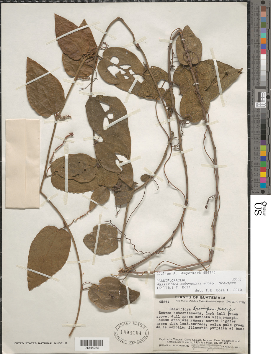 Passiflora cobanensis subsp. brevipes image