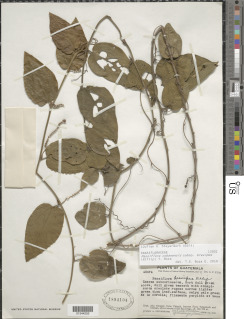 Passiflora cobanensis image