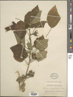 Hibiscus calyphyllus image