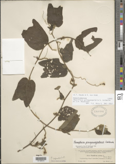 Passiflora quinquangularis image