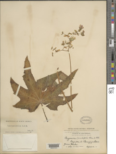 Image of Begonia heracleifolia