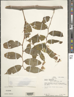 Image of Begonia guaduensis
