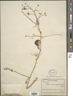Adenia cissampeloides image