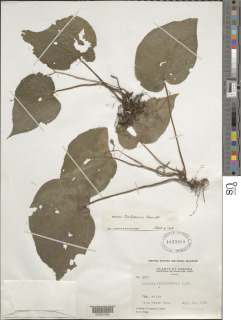 Image of Begonia carletonii