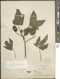 Gossypium barbadense var. acuminatum image