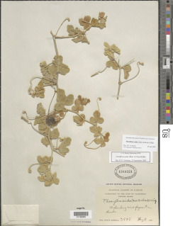 Passiflora arida image