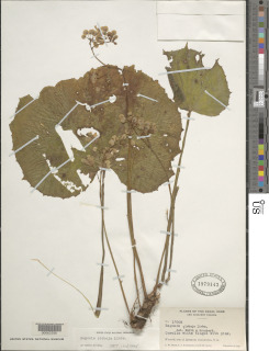 Begonia plebeja image