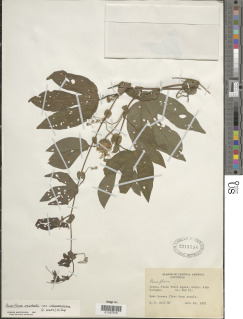 Passiflora oerstedii var. choconiana image