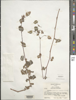 Begonia fischeri var. tovarensis image