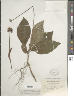 Pavonia fruticosa image
