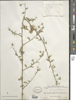 Hibiscus praeteritus image