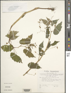 Begonia filipes image