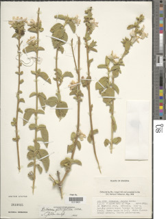 Hibiscus flavifolius image