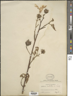 Hibiscus costatus image