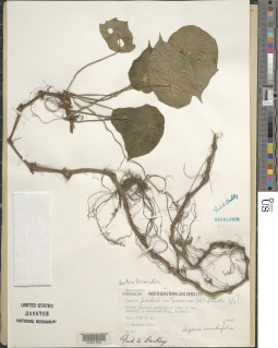 Image of Begonia conchifolia