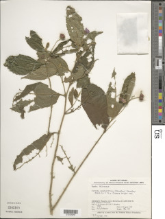 Pavonia penduliflora image