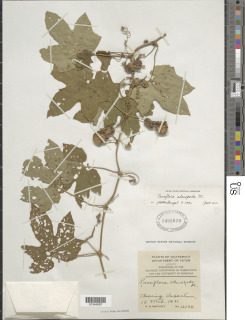 Image of Passiflora adenopoda
