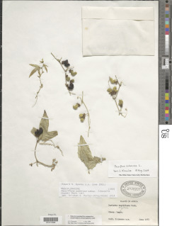 Passiflora suberosa subsp. litoralis image