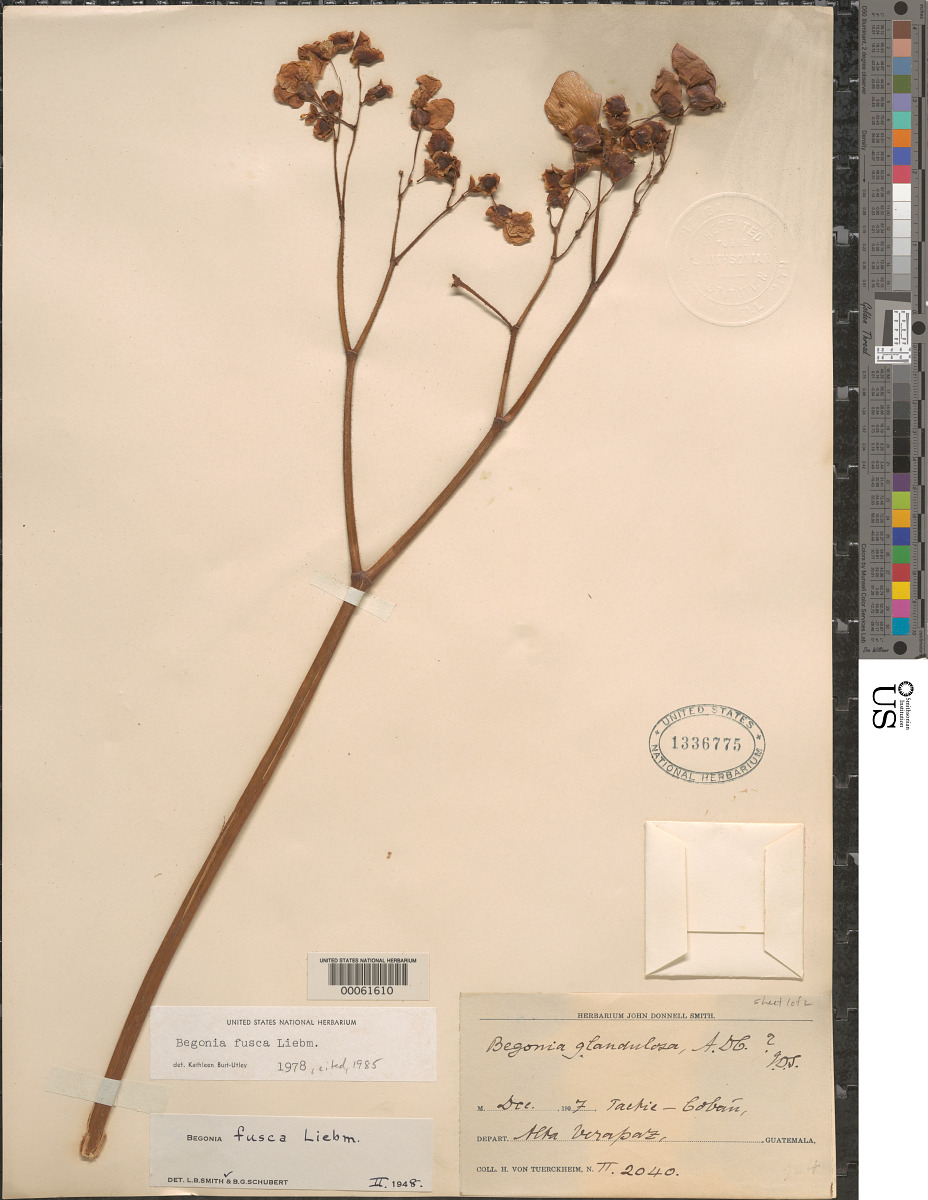 Begonia fusca image