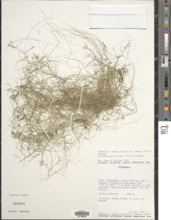 Muhlenbergia ciliata image