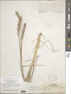 Image of Polypogon imberbis