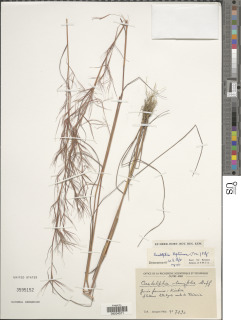 Anadelphia leptocoma image