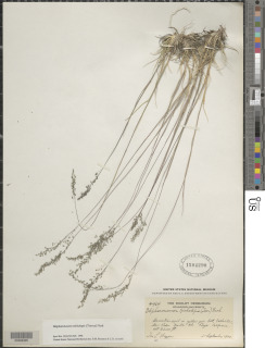 Muhlenbergia tricholepis image