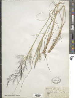 Image of Muhlenbergia capillaris
