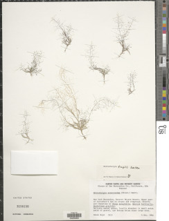 Image of Muhlenbergia fragilis