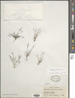 Image of Muhlenbergia ramulosa