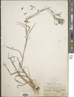 Anadelphia afzeliana image