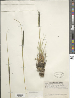 Image of Muhlenbergia nigra