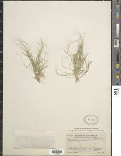 Muhlenbergia tenella image