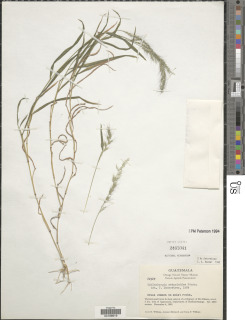 Muhlenbergia setarioides image
