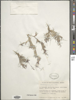 Image of Muhlenbergia arizonica