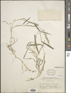 Image of Muhlenbergia setarioides