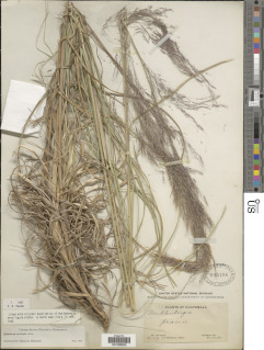 Image of Muhlenbergia breviligula