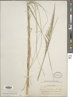 Muhlenbergia lehmanniana image
