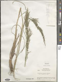 Image of Muhlenbergia versicolor