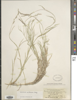 Muhlenbergia californica image