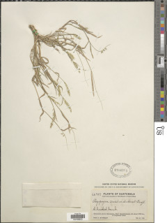 Muhlenbergia cenchroides image