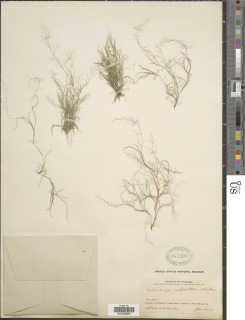 Muhlenbergia tenuissima image