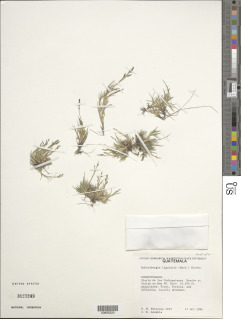 Muhlenbergia ligularis image